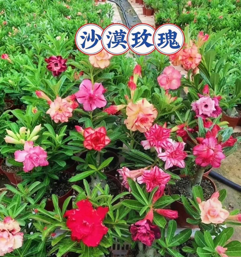 沙漠玫瑰的生长与开花时间（探秘沙漠玫瑰的生长习性及花期）