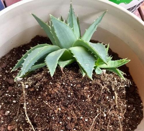 怎样正确地换土和换盆让你的芦荟茁壮成长（芦荟养护必知的秘密）
