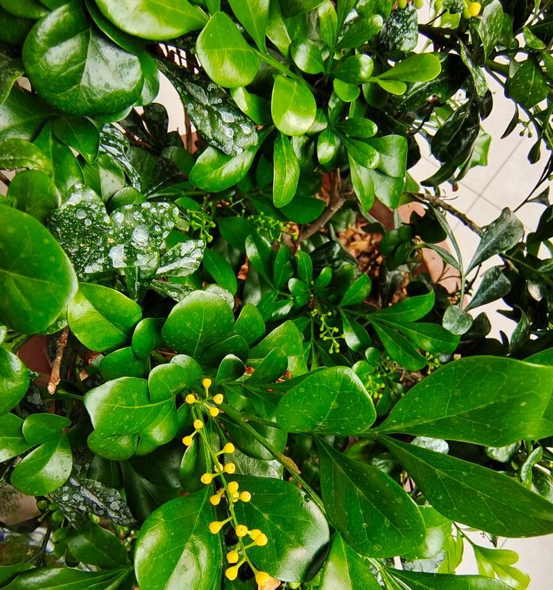米兰开花时间及特点（探究米兰植物开花时间的秘密）