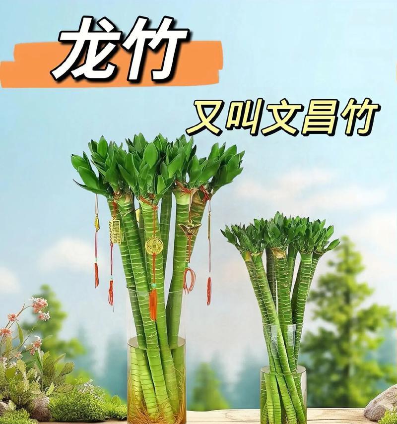 富贵竹——居家风水的宝藏（意蕴与作用，打造吉祥家居）
