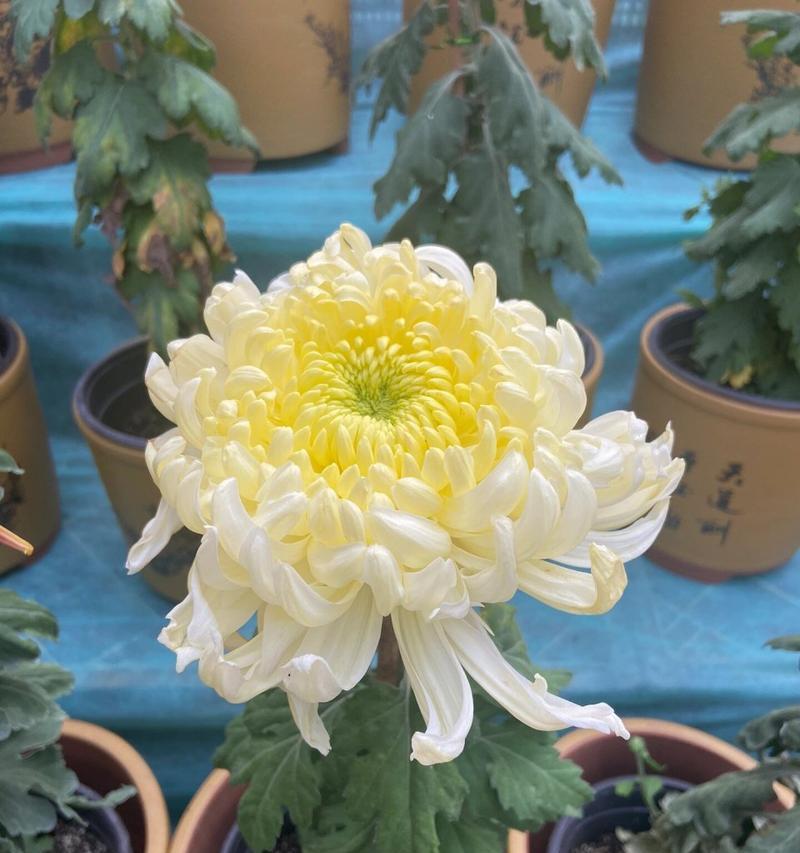 菊花的光照需求——晒还是不晒？（菊花怕阳光晒吗？掌握这些知识，让你轻松种出美丽的菊花）