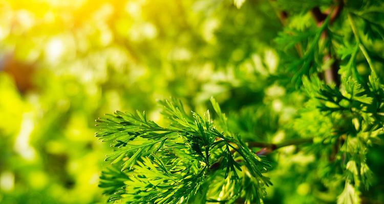 香菜的喜阳特质（解析香菜喜欢阳光的原因与栽培技巧）