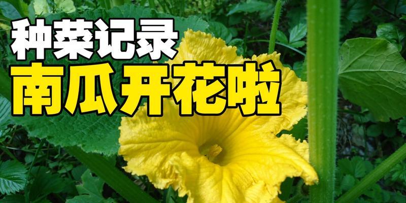 南瓜开花时间及其养护方法（南瓜的生长习性与开花条件）