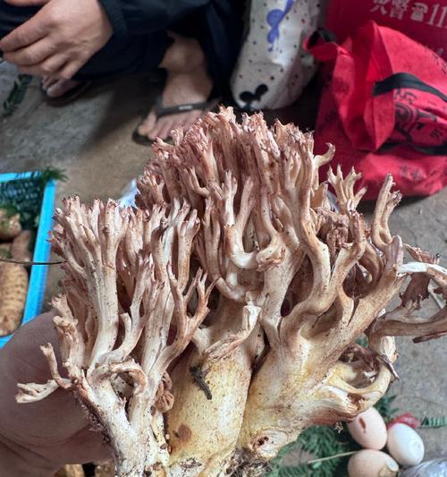 探寻鸡纵长之奥秘（揭开鸡纵长的成长密码，让育种更高效）