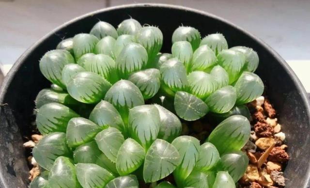 玉露汁液有毒吗？解析玉露的危险性（玉露汁液的成分、作用及危害分析，了解真相避免误食）