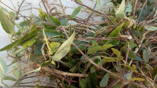 金银花冬天能否栽活？（寒冬里种植金银花，如何做好冬季养护？）