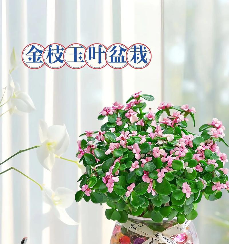 如何正确浇水金枝玉叶（打造美丽健康的植物）