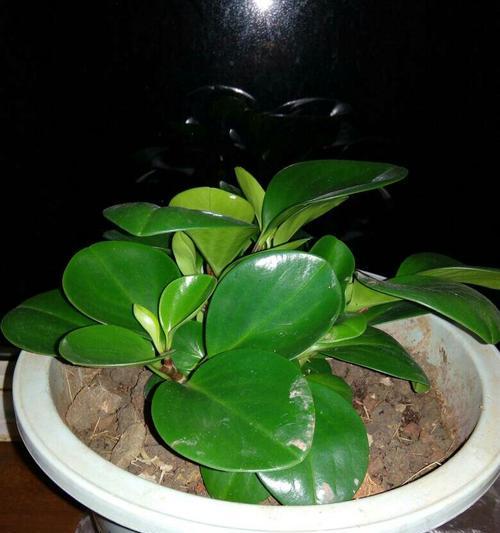 如何合理浇水圆叶椒草？（掌握多久浇一次水的技巧，让植株茁壮成长）