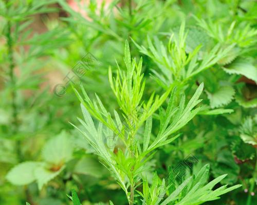 艾蒿类植物的药用价值（探究艾蒿类植物的功效和应用）