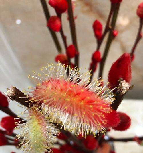 银皇后开花全过程详解（探秘银皇后的开花过程，让你更深入了解它）