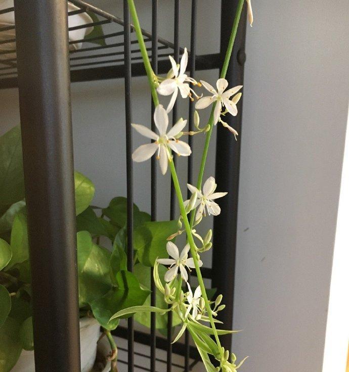 吊兰开花后的处理方法（让您的吊兰焕发更美的花朵）