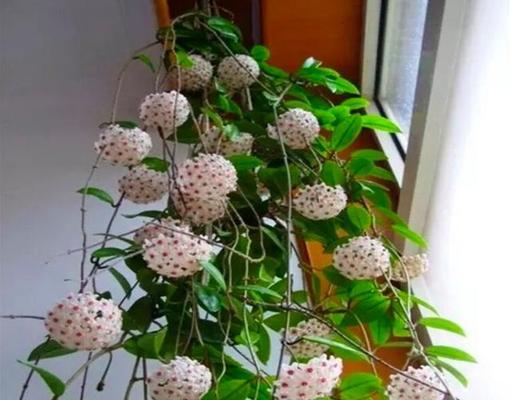 青海室内花卉养殖指南（选择合适的花卉，打造宜人的室内环境）
