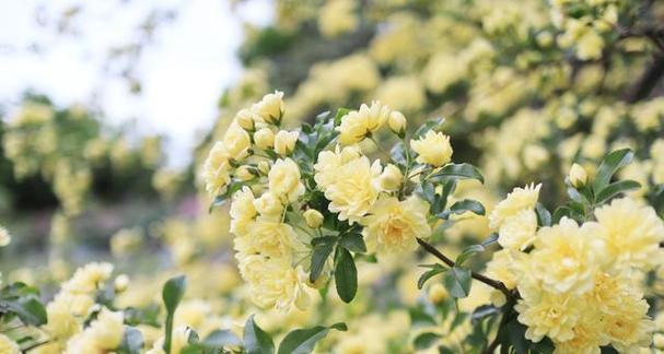 如何正确地养护木香花（木香花养殖方法和注意事项）