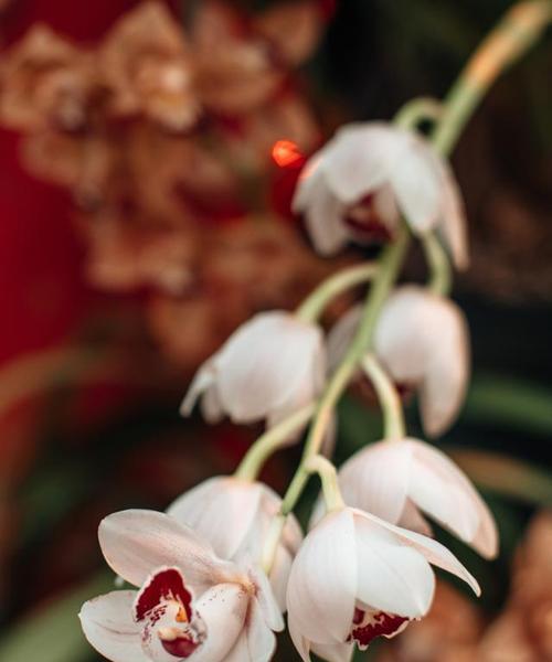 解读白兰花的花语（探究花语背后的含义与象征，揭示白兰花的神秘）