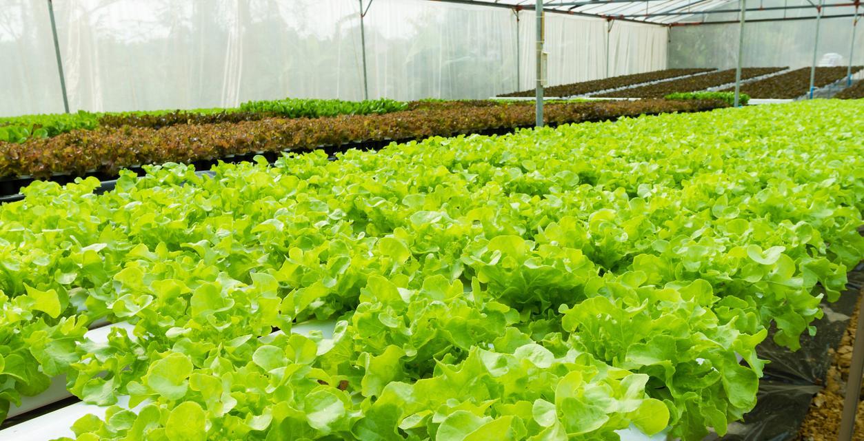 生菜种植指南（时间、方法、注意事项）