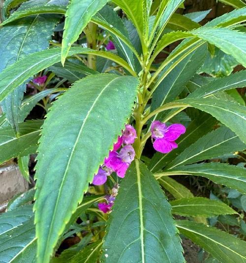 浇什么肥料？教你打造鲜艳多彩的凤仙花花园
