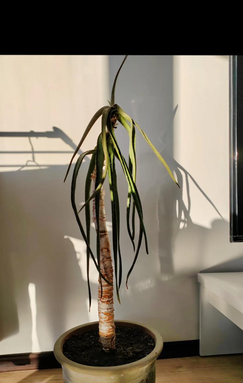 芦荟的特点与用途（探究芦荟的植物特征、药用功效和文化意义）