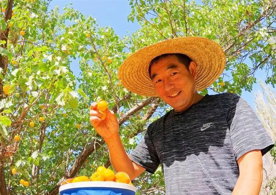 凯特杏成熟上市时间及特点分析（关注凯特杏成熟上市的时间、品质与收益）