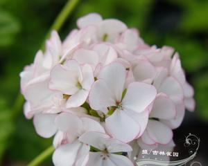 探秘天竺葵和臭绣球