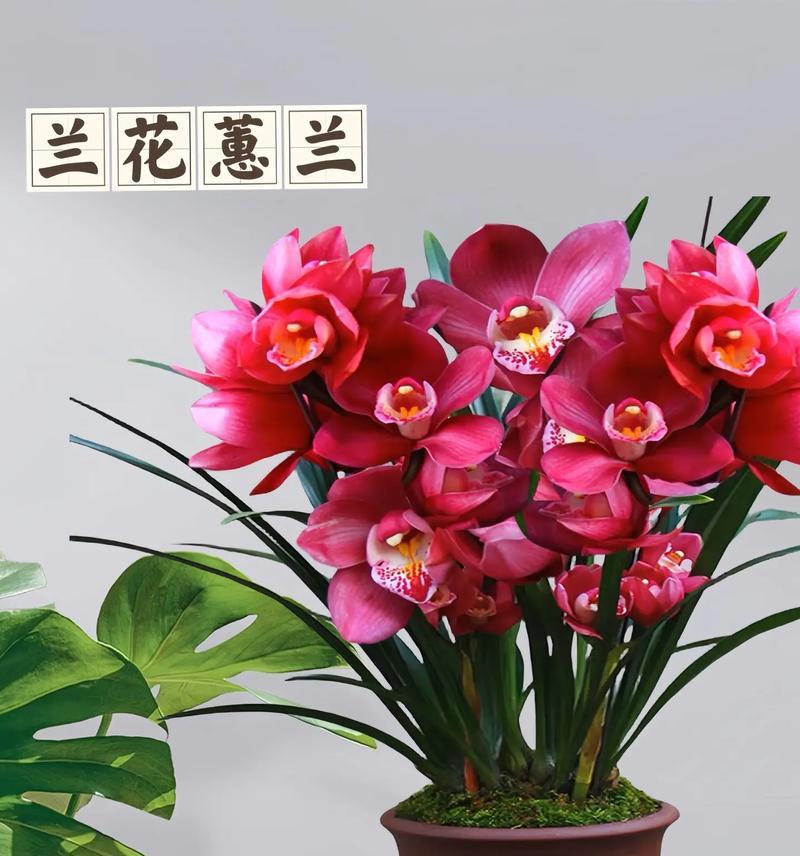 夏季大花蕙兰的养护指南（如何让大花蕙兰在炎热的夏季茁壮成长）