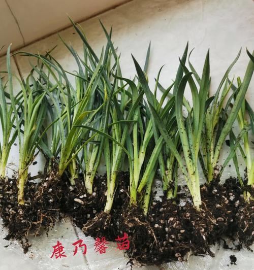 康乃馨种植全攻略（适合什么土种植？如何养护？快来了解！）