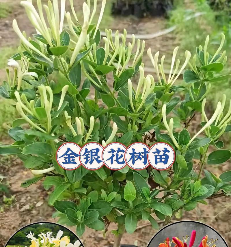 家里种金银花树的方法和注意事项（在家养金银花，让生活更加美好）
