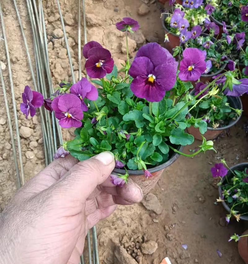 角堇种植指南（掌握最佳播种时间，让角堇开出鲜艳花朵）