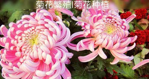 菊花繁殖方法详解（从分株到播种，掌握关键技巧）