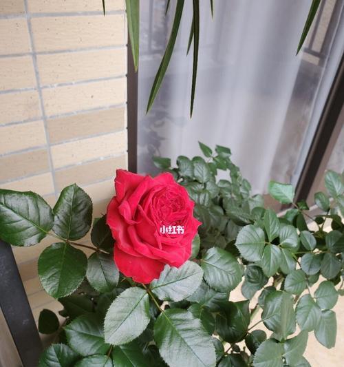 茶花女月季是藤本还是灌木？（探寻茶花女月季的生长特点及分类）