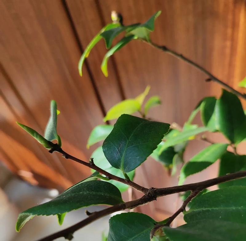 夏天怎么给茶花晒太阳？——茶花晒太阳的技巧