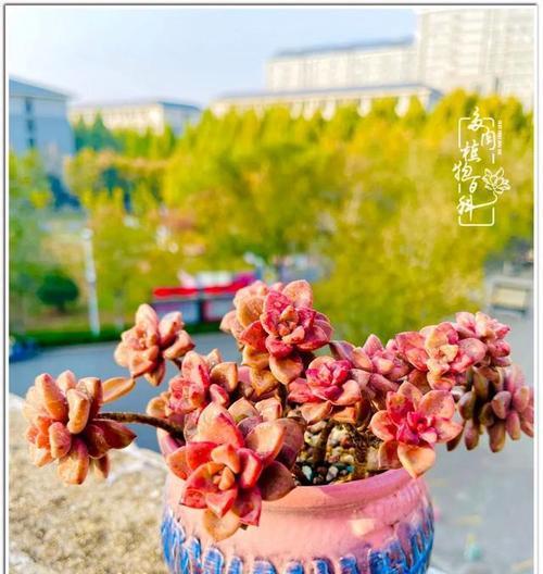 冬美人上盆时间与养护方法（打造居家美景的最佳选择）