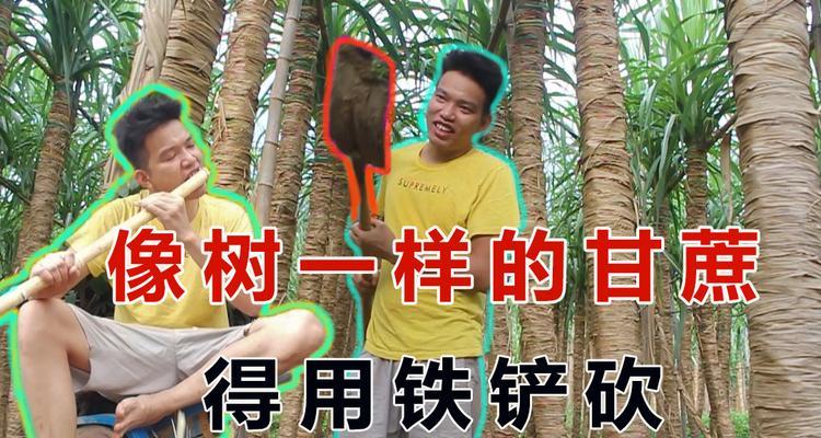 甜树杆与甘蔗的区别（认识这两种甜味植物，了解它们的不同之处）