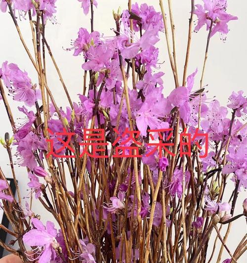 如何救活枯萎的杜鹃花（杜鹃花枯枝怎么办？教你几招有效的修复方法！）