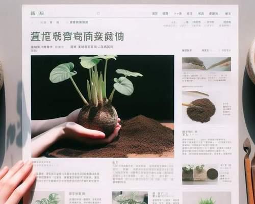 富贵籽的种植与养护方法详解（学会这些技巧，让你的富贵籽健康茁壮成长）