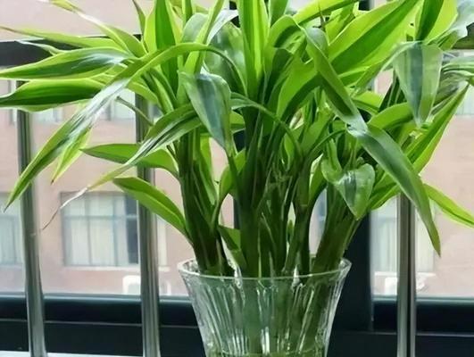富贵竹的水培方法和注意事项（让你的富贵竹更茁壮成长）