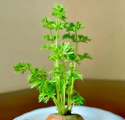 胡萝卜——一种特殊的根茎植物（从根系到营养成分，探究胡萝卜的奥秘）