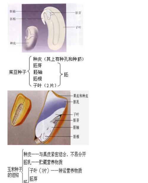 菜豆种子的生长和发展（探究菜豆种子的生长周期和生长环境）