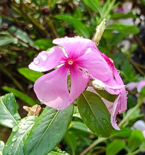 蔷薇花有毒吗？室内养护注意事项一览（安全鉴定与防范措施）
