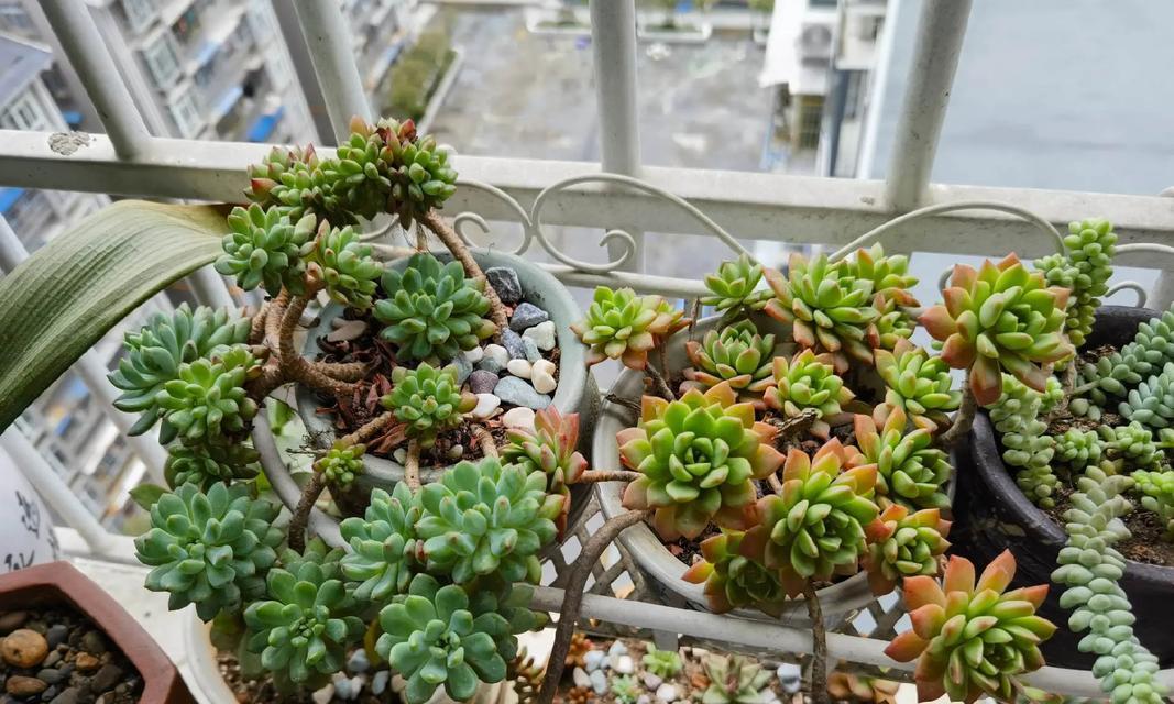 多肉植物换盆换土全攻略（从准备工具到注意事项，你想知道的全在这里）