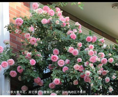 罗衣月季的开花及花期分析（一年开几次花？花期在几月？）