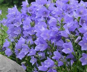 风铃草的花期、开花次数和生长习性详解（一年开几次花？花期有多长？如何种植和养护？）