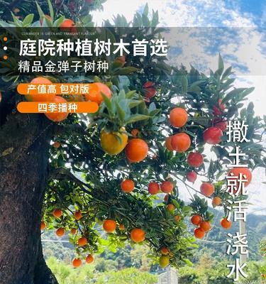 金弹子种子发芽时间及方法（掌握发芽技巧，让金弹子种子生根发芽更快）