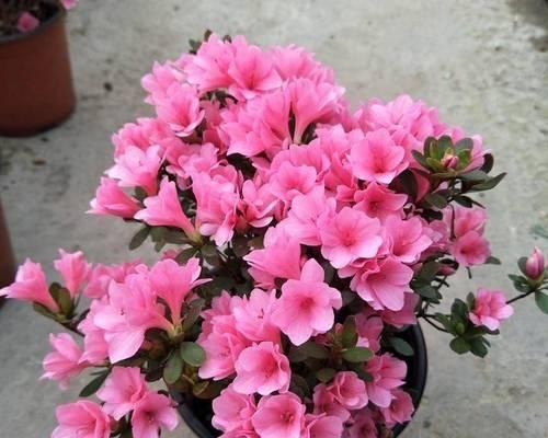 杜鹃花的种植与养护（室外养护注意事项及繁殖方法）