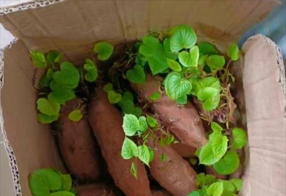 红薯生芽能否食用？