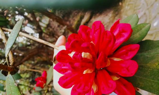 杜鹃花的花期（春天里的绚烂）