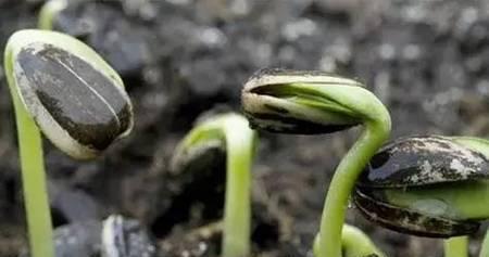 地毯草种子的种植方法（让你的草坪清爽如地毯般）