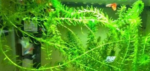 金鱼草修剪方法大揭秘（从剪枝时机到注意事项，教你如何正确修剪金鱼草）