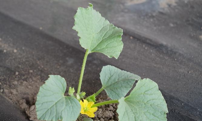 梨瓜种植指南（掌握最佳种植月份，打造丰收果园）