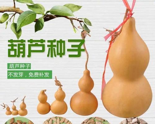 葫芦的生长环境条件及特点（探寻葫芦生长的秘密，了解它的神奇之处）