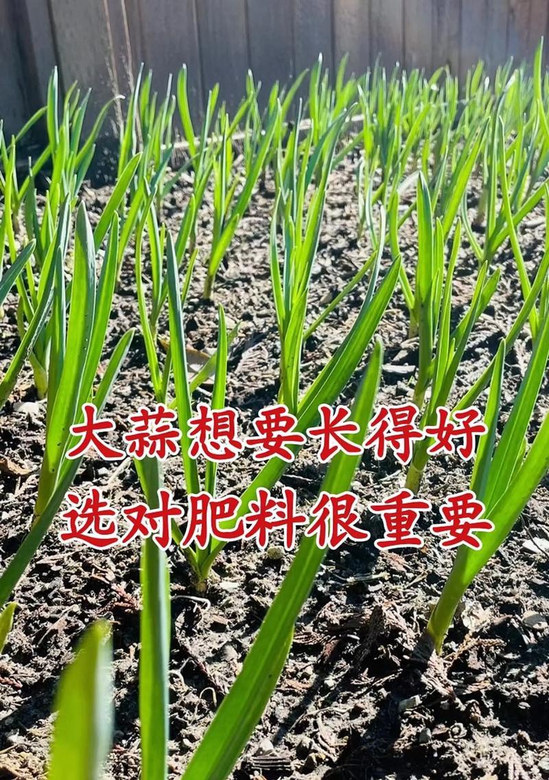 大蒜种植时间与生长周期探析（了解适宜种植时间，掌握生长周期规律，助力大蒜高产）